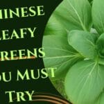 Explore Delhi Best Indo-Chinese Dishes